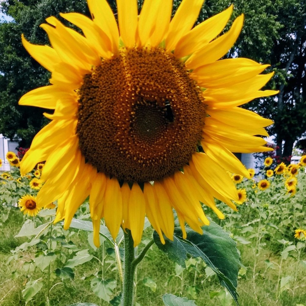 Meet your Posher, Brittany